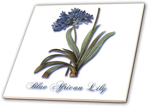 3drose ct_171231_1 lírio africano azul, impressão botânica de um lírio azul pequeno ladrilho cerâmico