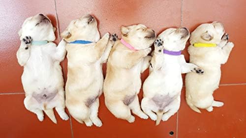 Colares de cachorro recém -nascidos gamuda - colares de areia 15 PCs - colares de cachorrinhos super macios de nylon