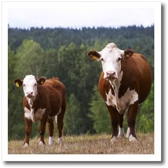3drose ht_82607_2 bezerro vaca marrom e smaland branca, sueco eu28 pka0117 por karlsson ferro na transferência