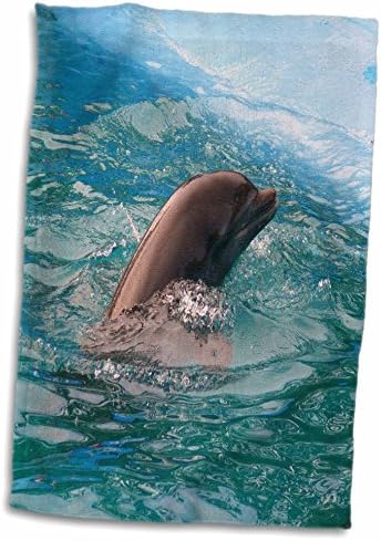 3drose florene subaquáticos Animais - um golfinho pulando no golfo - toalhas