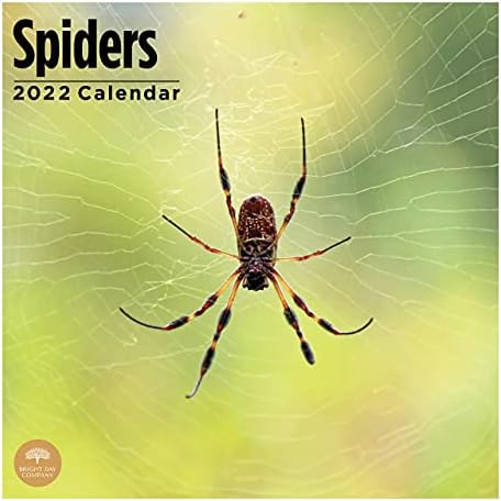 2022 Spiders Wall Calendário por dia brilhante, 12 x 12 polegadas, Creepy Crawly Oito Pernas