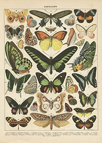 Conjunto popular de borboletas francesas vintage vintage; Dois pôsteres de impressão em papel 11x14in