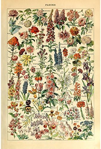 MEISHE ARTE Vintage Poster Impressão Flor Floral Collections Botânica Flores de jardim Flores e plantas Identificação