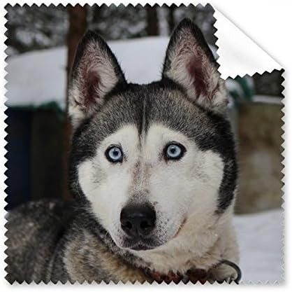 Cão animal neve husky fotografia limpeza pano telas de telefone de óculos limpador 5pcs