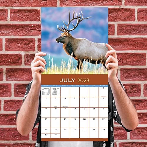 TF Publishing Deer 2023 Calendário de parede 12 meses | Premium 2023 Parede do calendário | Grande calendário de parede 2023 mensalmente | Big Grid Calendários 2023 | Calander 2023 | Planejadores para o calendário de escritório 2023