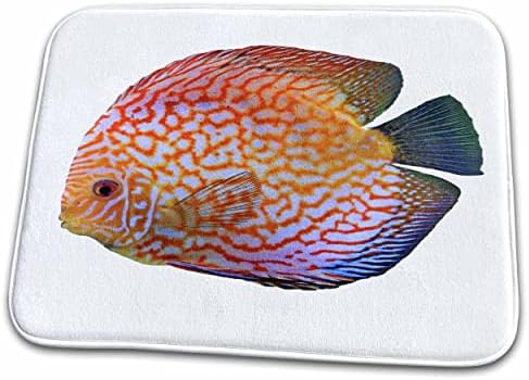 3drose King of the Aquarium Discus Fish Image Wildlife - Lats de secagem de prato