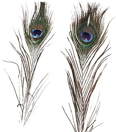 10 PCs Natural Real Peacock Tail Eye Feathers Diy Crafts 25-30 cm 10-12 polegadas Crafts naturais Aparedas Decoração