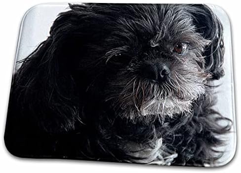 3drose close -up de cão de estimação shiatsu com cabelos lindos e marrom. - tapetes de secagem