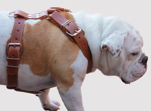 Arnês de cão de couro genuíno. 31 -37 baú, 1,5 tiras largas, Rottweiler, Pitbull, Cane Corso