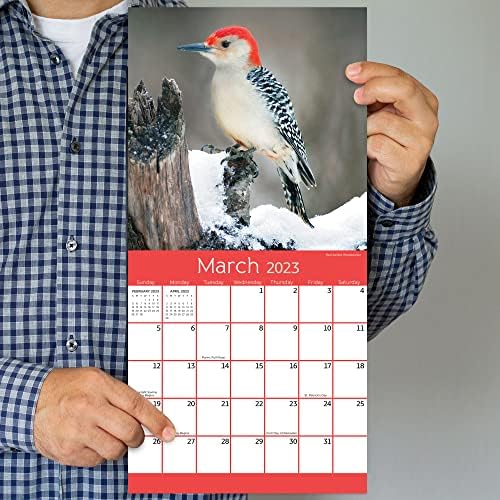 TF Publishing Backyard Birds Mini Calendário 2023 | 2023 Calendário de parede 12 meses Grade