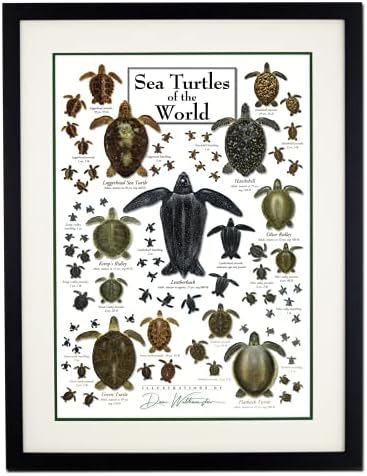 Terra céu + água - tartarugas marinhas do mundo - pôster