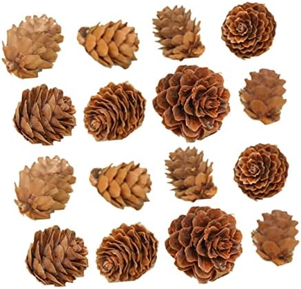 ABAODAM 100 PCS Songhwa Photo Props Dry Flowers para decoração Ornamentos de natividade pequenos pinheiros