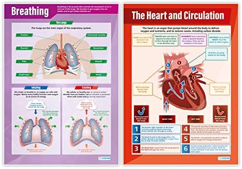 Daydream Education Elementary Anatomy Poster Pack - Conjunto de 8 | Pôsteres de ciências | Papel de