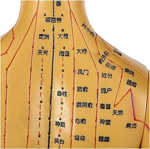 Modelo de acupuntura - modelo de acupuntura de medicina chinesa - modelo de acupuntura feminina meridiana