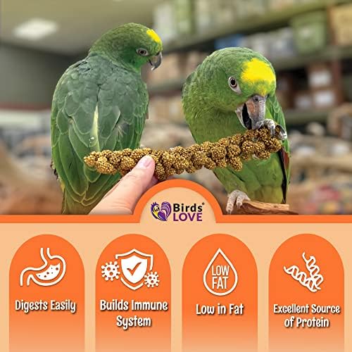 Os pássaros adoram um milho de spray saudável e adorável OGM livre sem pesticidas para papagaios pássaros