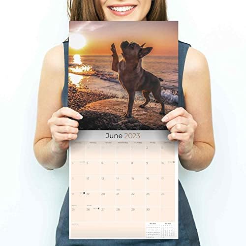 2022 2023 Calendário de Bulldog Francês - Calendário mensal de parede de raça de cães - 12 x 24 Open - Papel
