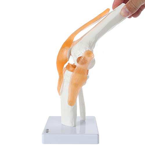 Modelo de joelho funcional científico do eixo - articulação do joelho anatomicamente correta com a vida como ligamentos que podem mostrar movimento, inclui base, Manual de Produto Full Color Delticent