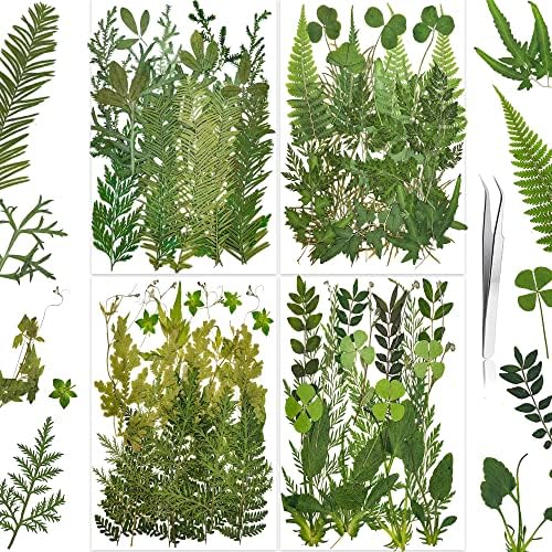 Folhas de folhas de samambaias secas, jovens de 85pcs verdes de planta de planta de natureza verde de herbário para