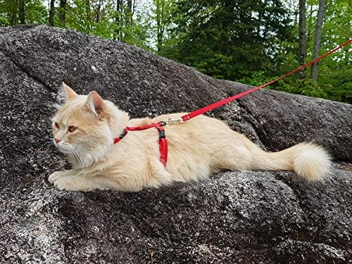RC PET Products 75403002 Coleta primária Kitty Harness, pequeno