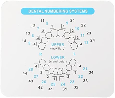 32pcs de folheado dental conjunto de moldes diferentes formas de resistência ao calor dentes traseiros da parte traseira compósita Mola de resina 2 tamanhos