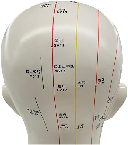 Modelo de acupupoint Meridian da cabeça ZMX - Modelo tradicional da Medicina Humana Cabeça Meridiana - Modelo de ponto de acupuntura de quatro funções - Para o estudo Meridian Human Meridian